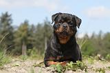 ROTTWEILER 187